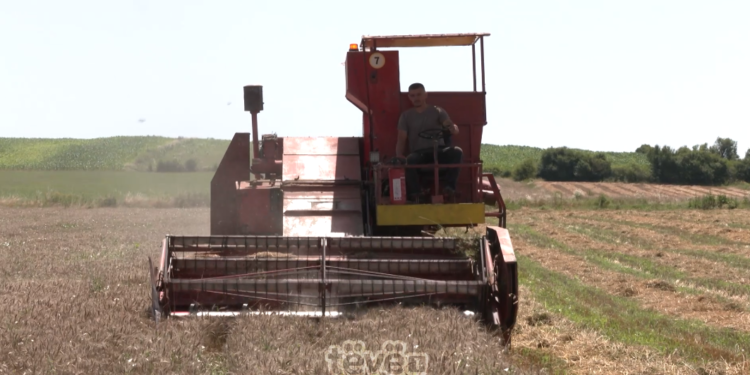 Rreth 45% më pak sasi të grurit këtë vit