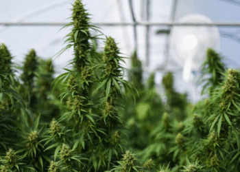 Kanabisi për qëllime mjekësore hap debat të ashpër në Shqipëri