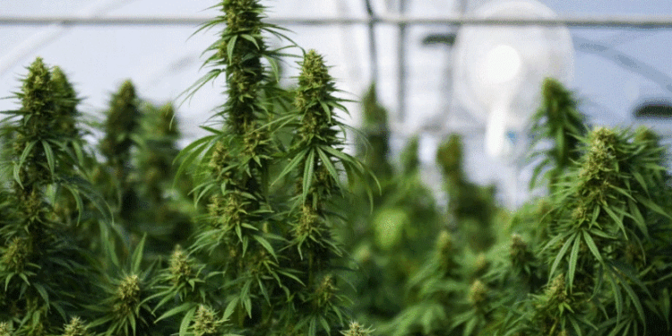 Kanabisi për qëllime mjekësore hap debat të ashpër në Shqipëri