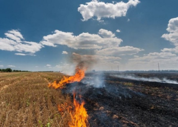 Rreth 50 ari grurë përfshihen nga zjarri në Rahovec