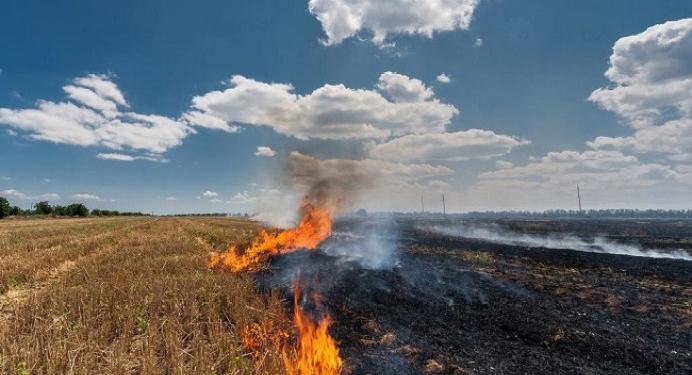 Rreth 50 ari grurë përfshihen nga zjarri në Rahovec