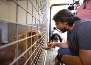 Fillon adoptimi i qenve endacakë në Prishtinë, Rama: Ka interesim të madh