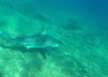 ​Plazhi i qytetit të Nju Jorkut u mbyll pasi një grua u kafshua nga peshkaqeni