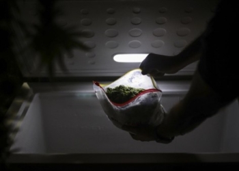 Qeveria gjermane prezanton projektligjin për legalizimin e kanabisit