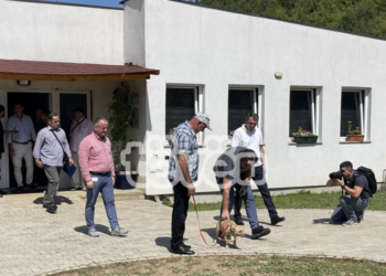Nënshkruhen kontratat e para për adoptimin e qenve endacakë