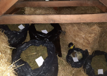 Sekuestrohen mbi 59 kg marihuanë në Skenderaj, arrestohet 28-vjeçari