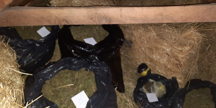 Sekuestrohen mbi 59 kg marihuanë në Skenderaj, arrestohet 28-vjeçari