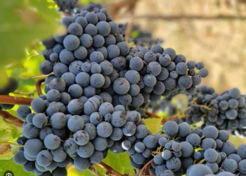 Pesë arsye përse duhet të hani më shumë rrush të zi