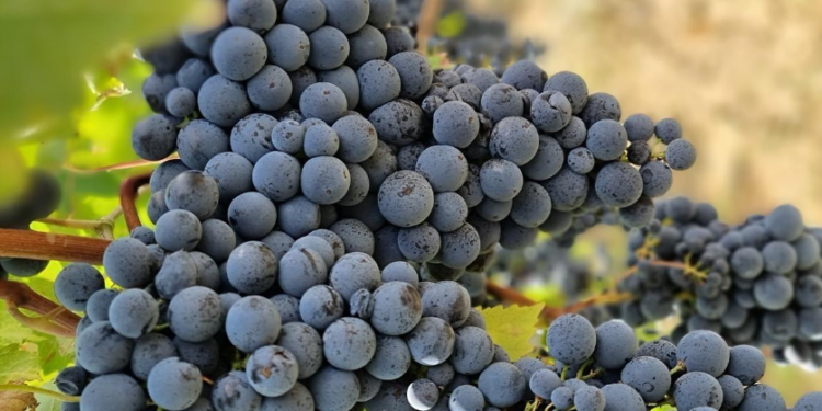 Pesë arsye përse duhet të hani më shumë rrush të zi