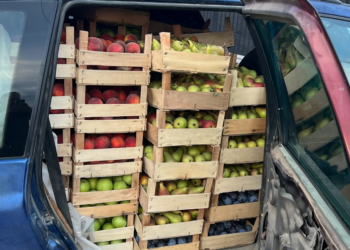 Parandalohet një rast i kontrabandimit të pemëve