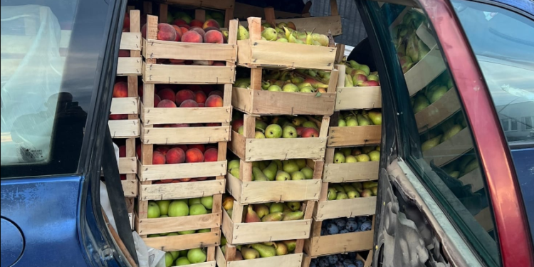 Parandalohet një rast i kontrabandimit të pemëve