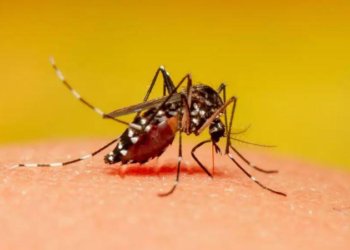 Cilët njerëz zgjedhin mushkonjat të pickojnë sipas studimit?