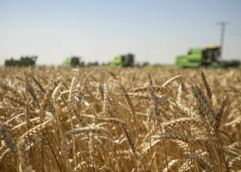 Gruri sivjet, pak e me cilësi të dobët