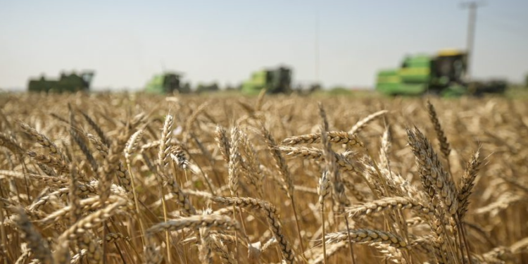 Gruri sivjet, pak e me cilësi të dobët