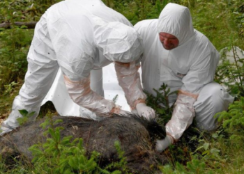 Policia asiston Agjencinë e Veterinarisë në groposjen e derrave të sëmurë në Viti