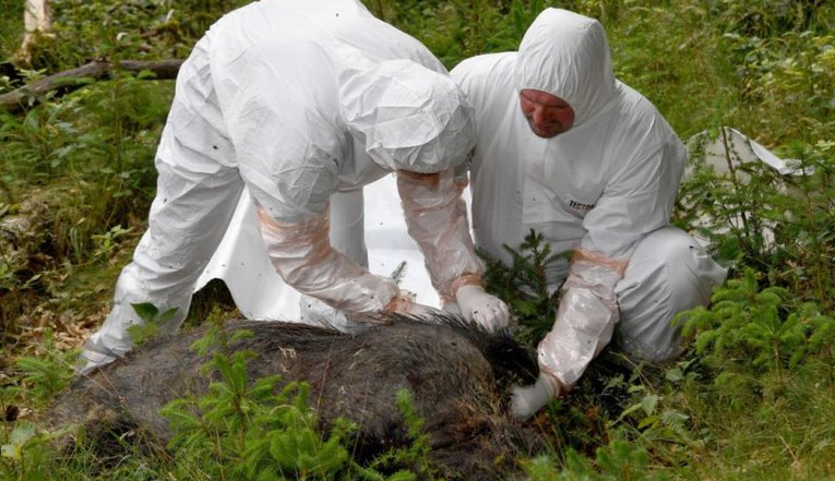 Policia asiston Agjencinë e Veterinarisë në groposjen e derrave të sëmurë në Viti