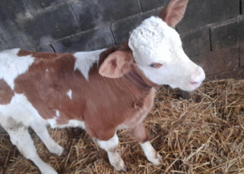 Prizrenasit i vidhen 12 krerë viça