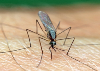 Si të ruheni nga pickimi i mushkonjave dhe çfarë të bëni pas pickimit