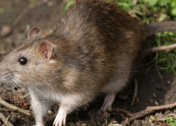 Shfaqet rasti i parë me ethe të minjve për sivjet në Kosovë