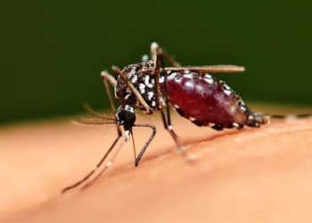 ​Dita Botërore e Mushkonjave