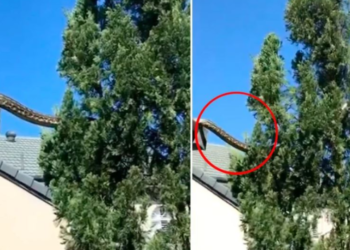 Habiten banorët, pitoni shihet në çatinë e një shtëpie në Australi