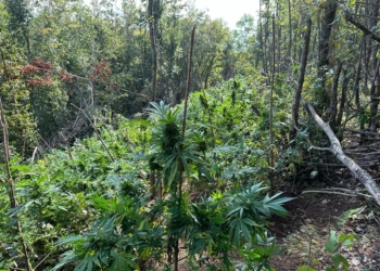 Policia gjen 20 mijë bimë kanabis në Koshare