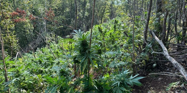 Policia gjen 20 mijë bimë kanabis në Koshare