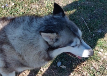 ​Dita Botërore kundër Tërbimit