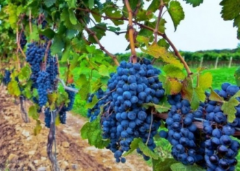 Sivjet më pak rrush në Rahovec, reshjet e shiut dëmtuan vreshtat