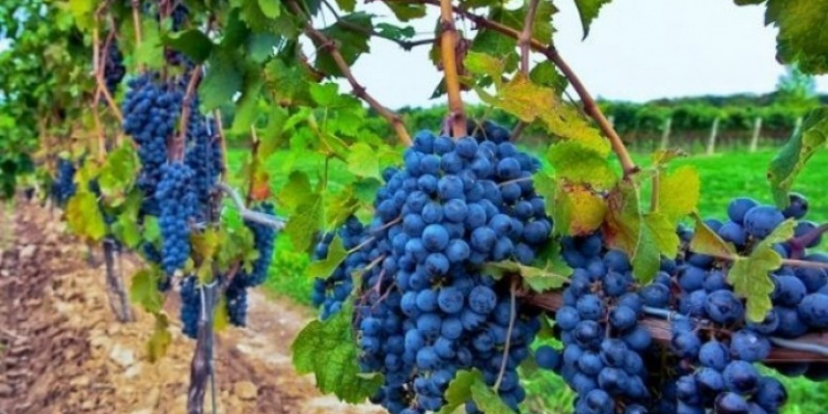 Sivjet më pak rrush në Rahovec, reshjet e shiut dëmtuan vreshtat