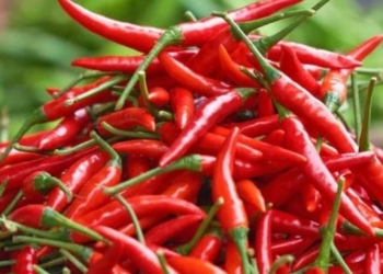 Çfarë i ndodh trupit nëse hani spec djegës ne stinen e vjeshtës