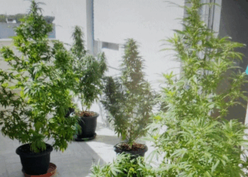 Policia publikon pamje nga ballkoni ku Enca kultivonte bimë narkotike