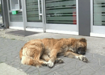 Fondacioni për Kafshët e quan simbolik dënimin me 120 euro për personin që vrau një qen