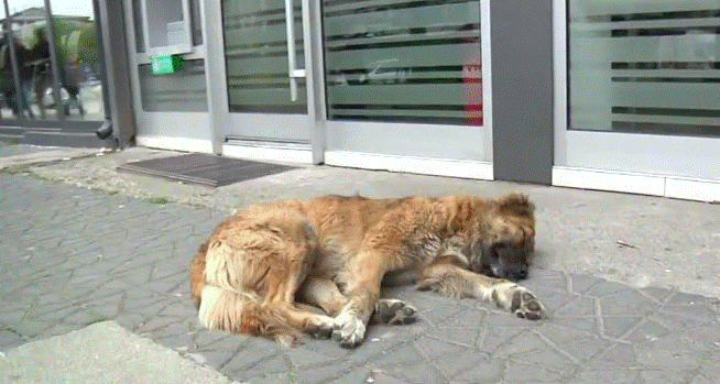 Fondacioni për Kafshët e quan simbolik dënimin me 120 euro për personin që vrau një qen