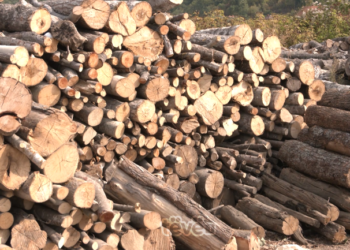 Deri në 70 euro 1 metër kub dru, bie interesimi i qytetarëve për blerje