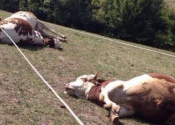 AUV i reagon Komunës së Skenderajt për mosasgjësimin e 23 krerëve kafshë: Nuk keni siguruar lokacion