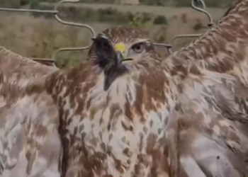 Kryqëzohet e gjallë shqiponja, policia fillon hetimet