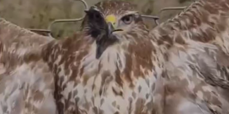 Kryqëzohet e gjallë shqiponja, policia fillon hetimet