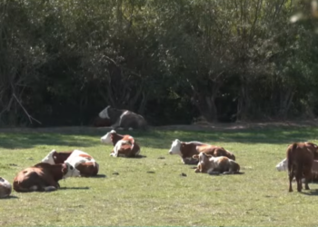 23 krerë lopë rezultojnë pozitiv me sëmundjen e ‘Brucelozës’