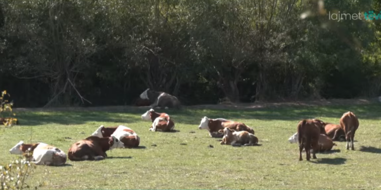 23 krerë lopë rezultojnë pozitiv me sëmundjen e ‘Brucelozës’
