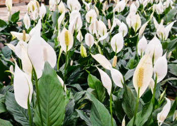 Si t’i mbroni bimët e shtëpisë dhe kopështit nga ngrica