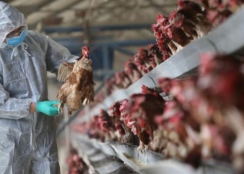 AUV: Paraqitet rasti i parë këtë vit i gripit të shpezëve “Avian Influenza”