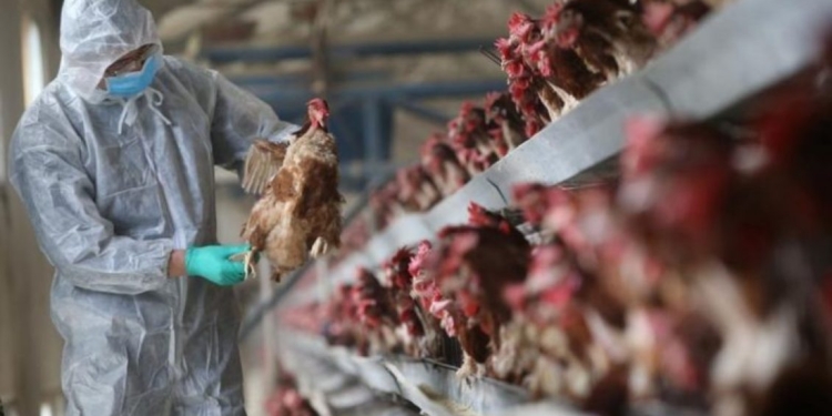 AUV: Paraqitet rasti i parë këtë vit i gripit të shpezëve “Avian Influenza”