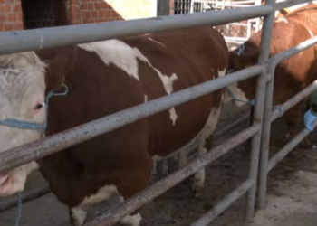 153 krerë lopë ndahen për banorët e Gjilanit