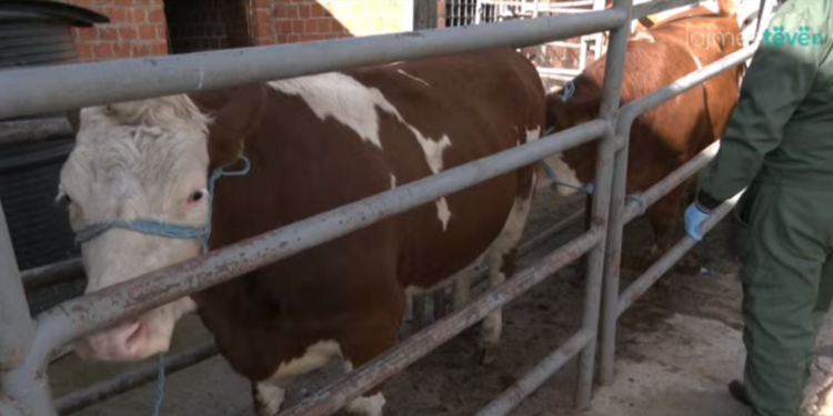 153 krerë lopë ndahen për banorët e Gjilanit