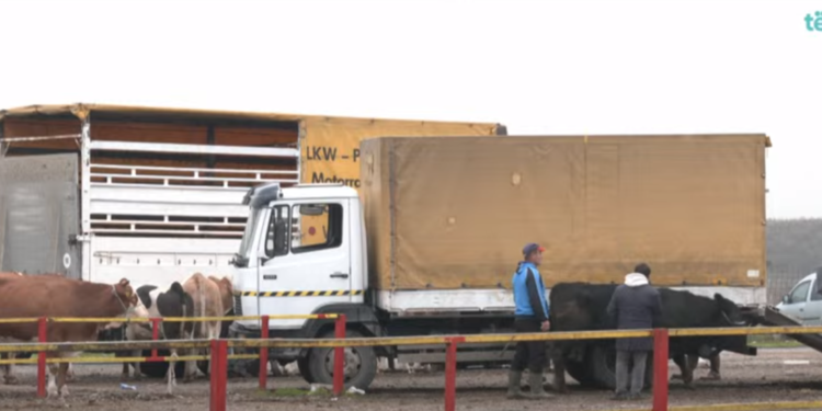 10 persona të lënduar nga shpërthimi i granatës së dorës në Prizren