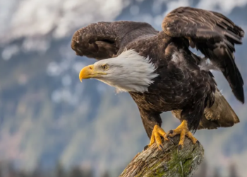 ​ShBA: Dy burra akuzohen për vrasjen e 3600 zogjve