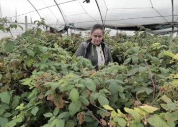 Historia e fermerës nga Shqipëria që la punën në bankë për serën me mjedra