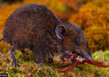 Zbulohen pesë lloje të reja iriqësh me gëzof të butë