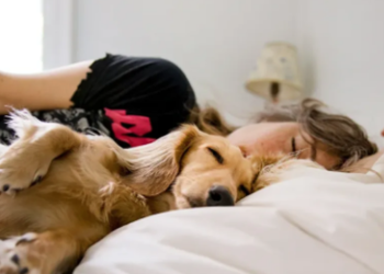 Edhe qentë bien në depresion